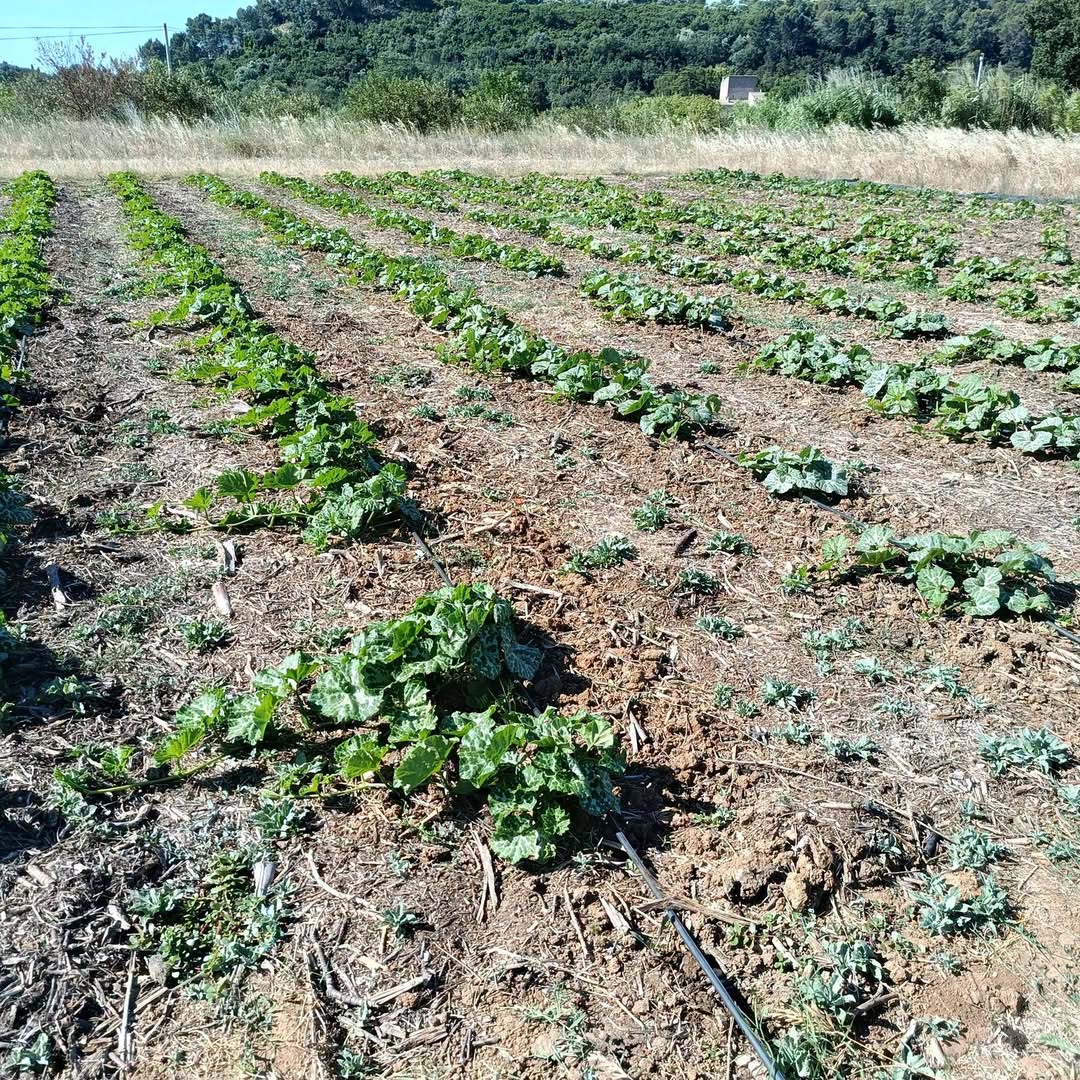 Rangées de cultures aux Jardins de l'Auribelle