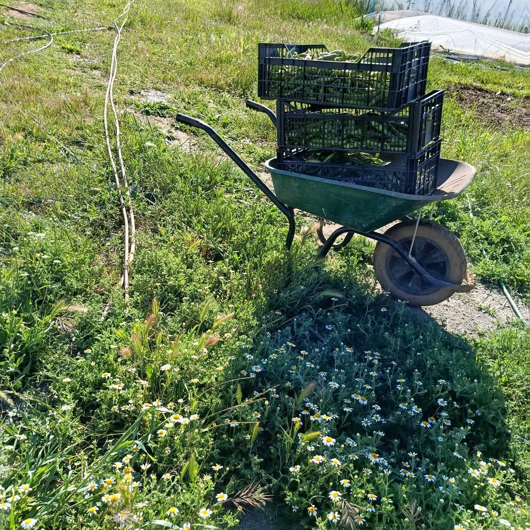 Récolte de pois dans une brouette