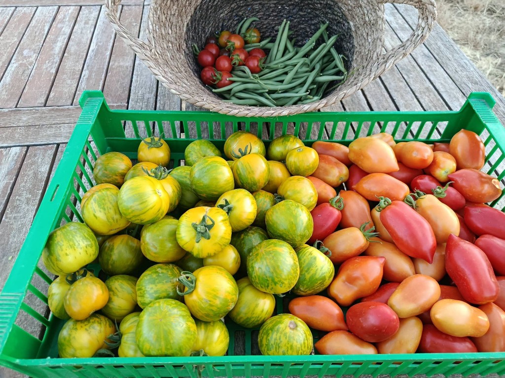 Récolte des Jardins de l'Auribelle : tomates zébrées, tomates allongées et haricots verts